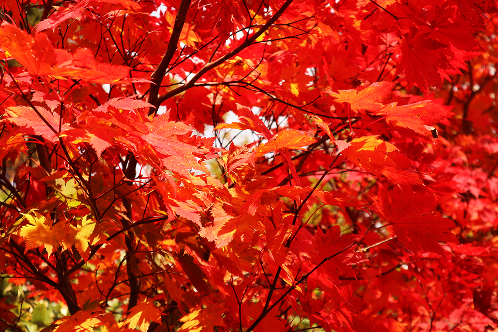 【八甲田山・青森】紅葉が綺麗な山へ！温泉とトレッキングが楽しめる東北の名山