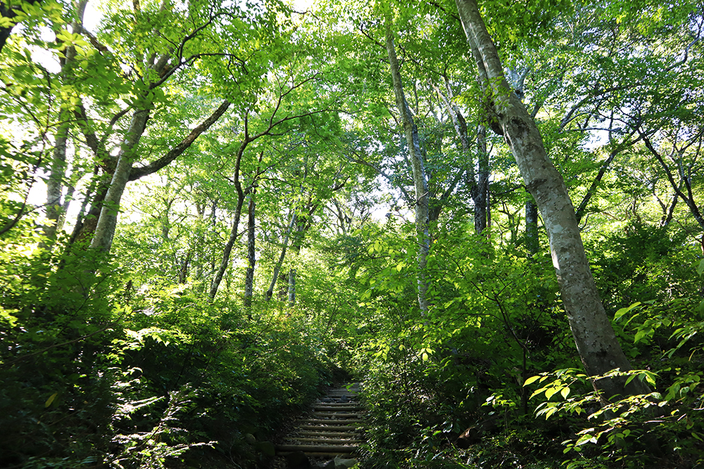 【鳥取・大山】初心者でも安心！自然と歴史満喫の夏山登山道、行者コースを歩く
