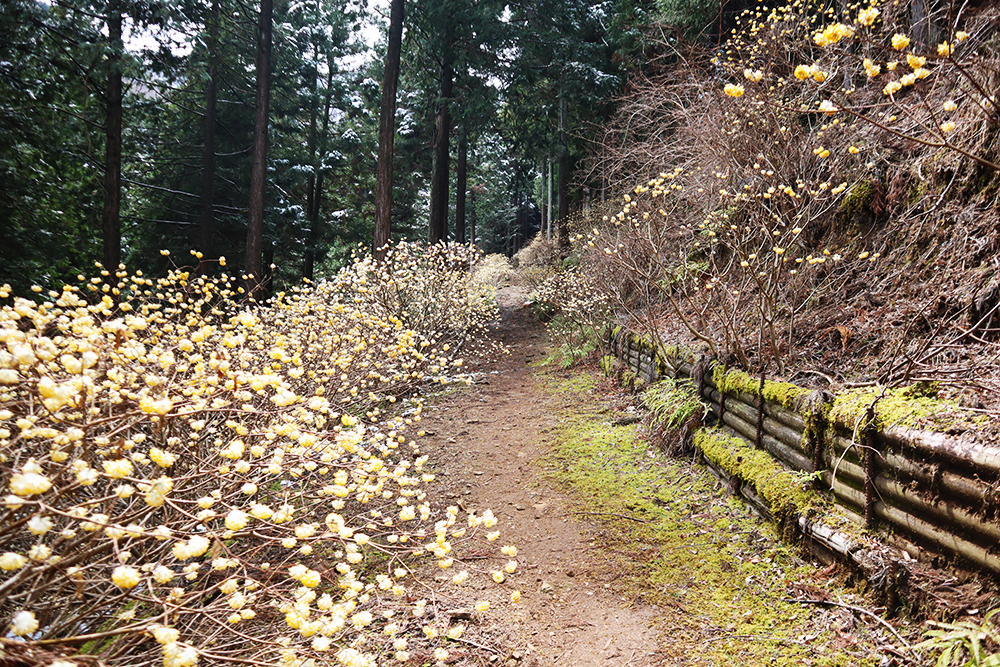 【丹沢・不動尻】一面黄色の世界！春のハイキングで「ミツマタ」を見に行こう！