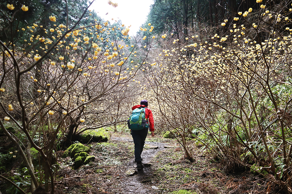 【丹沢・不動尻】一面黄色の世界！春のハイキングで「ミツマタ」を見に行こう！