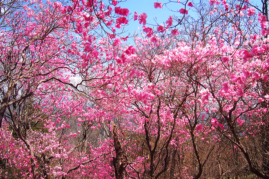 【袈裟丸山】花見登山を満喫！山肌をピンクに彩るアカヤシオの名山を歩く