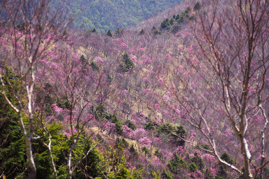【袈裟丸山】花見登山を満喫！山肌をピンクに彩るアカヤシオの名山を歩く
